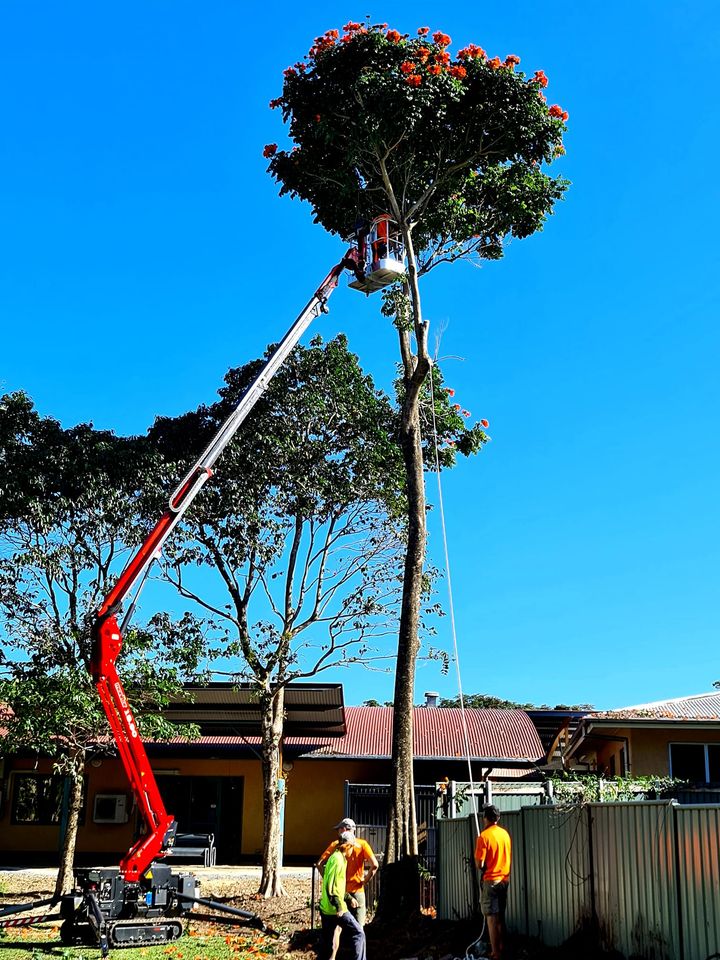tree lopping cairns